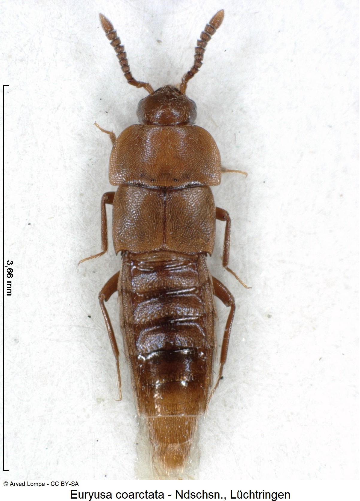 euryusa_coarctata_ck5655_hab.jpg