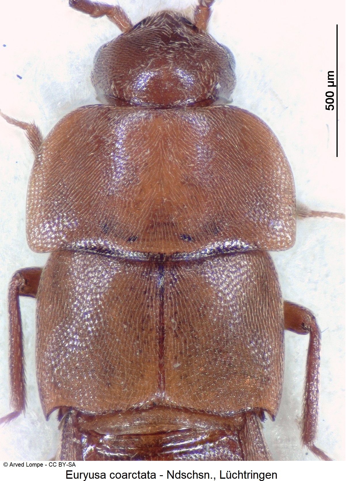 euryusa_coarctata_ck5655_vk.jpg