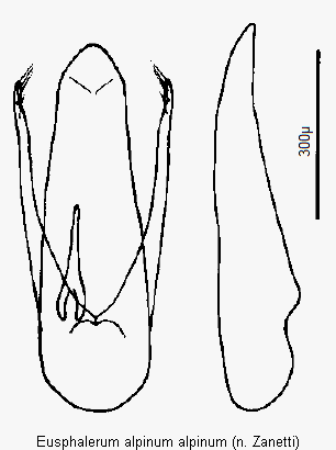 eusphalerum_alpinum.gif
