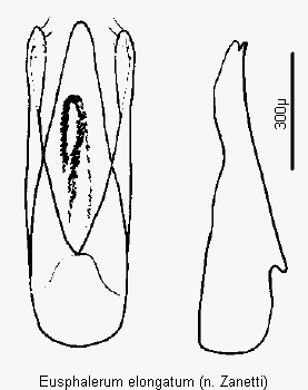 eusphalerum_elongatum1.gif