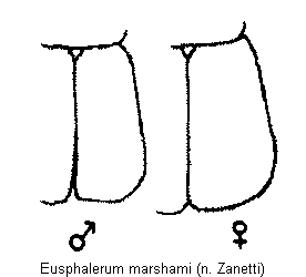 eusphalerum_marshami_fld.gif