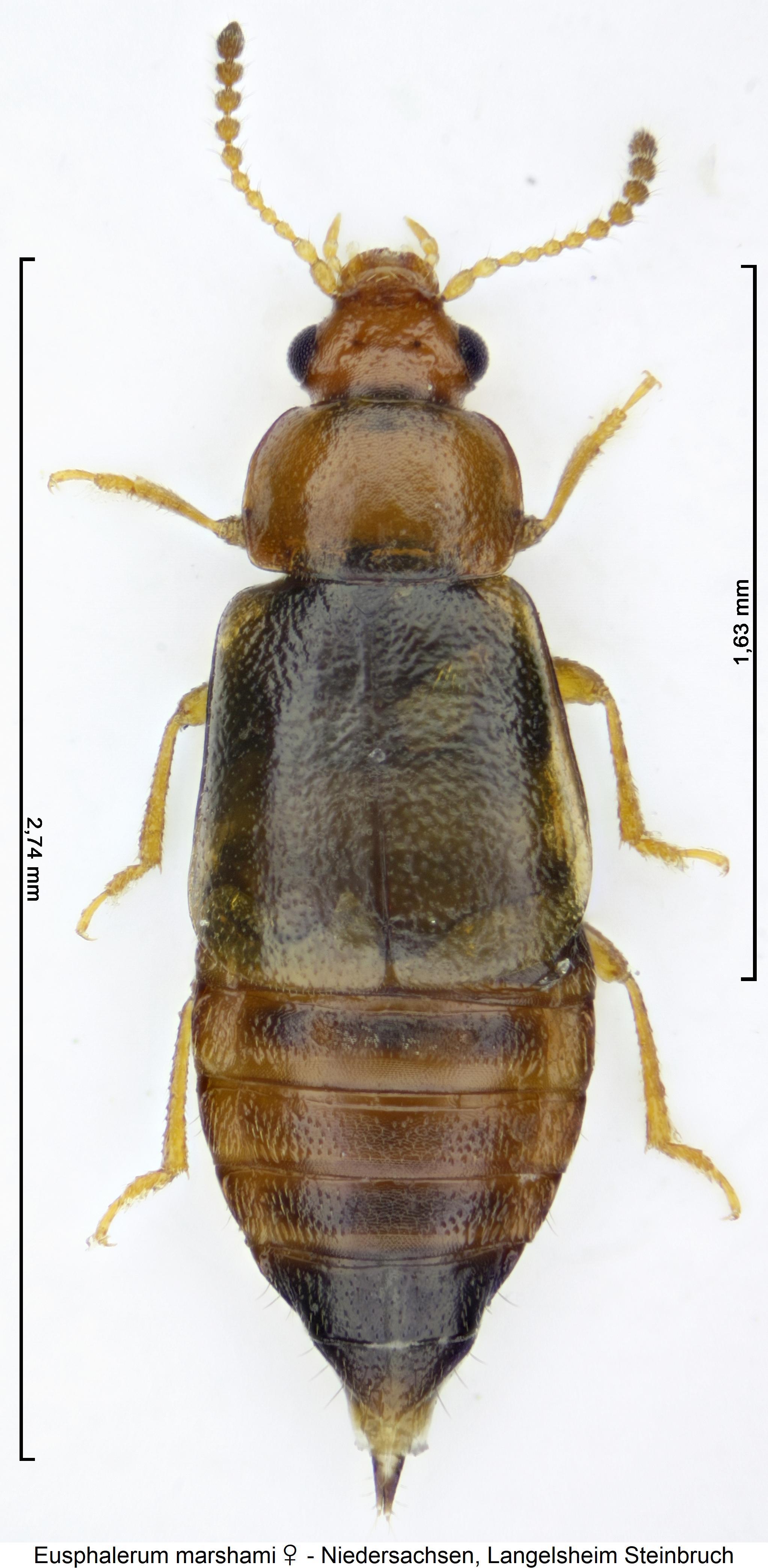 eusphalerum_marshami_w_hab.jpg