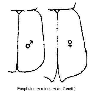 eusphalerum_minutum_fld.gif
