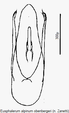 eusphalerum_obenbergeri.gif