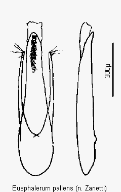 eusphalerum_pallens1.gif