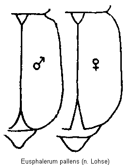 eusphalerum_pallens_fld.gif