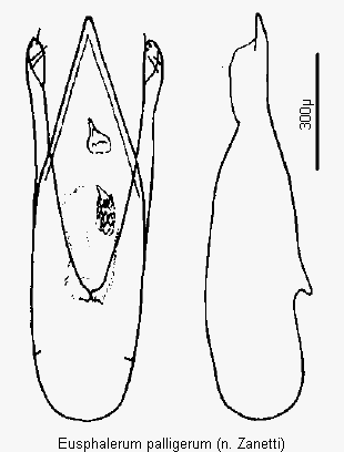 eusphalerum_palligerum1.gif