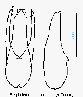 eusphalerum_pulcherrimum.gif