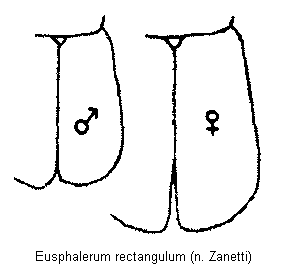 eusphalerum_rectangulum_fld.gif