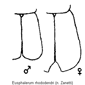 eusphalerum_rhododendri_fld.gif