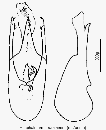 eusphalerum_stramineum1.gif