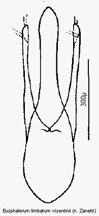 eusphalerum_visentinii.gif