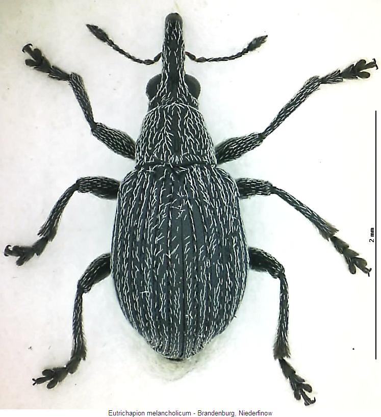eutrichapion_melancholicum_hab.jpg