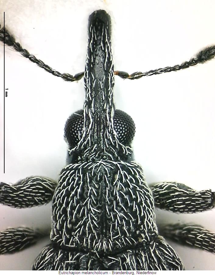 eutrichapion_melancholicum_vk.jpg