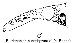 eutrichapion_punctigerum_k.gif