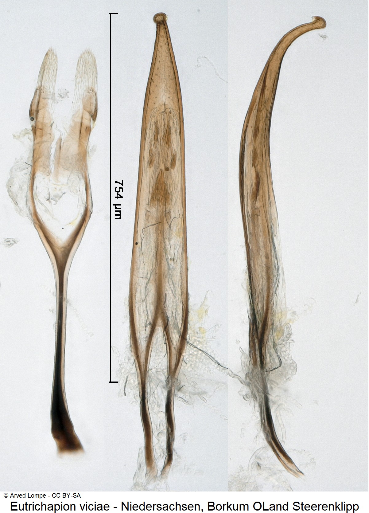 eutrichapion_viciae_ck33141862.jpg