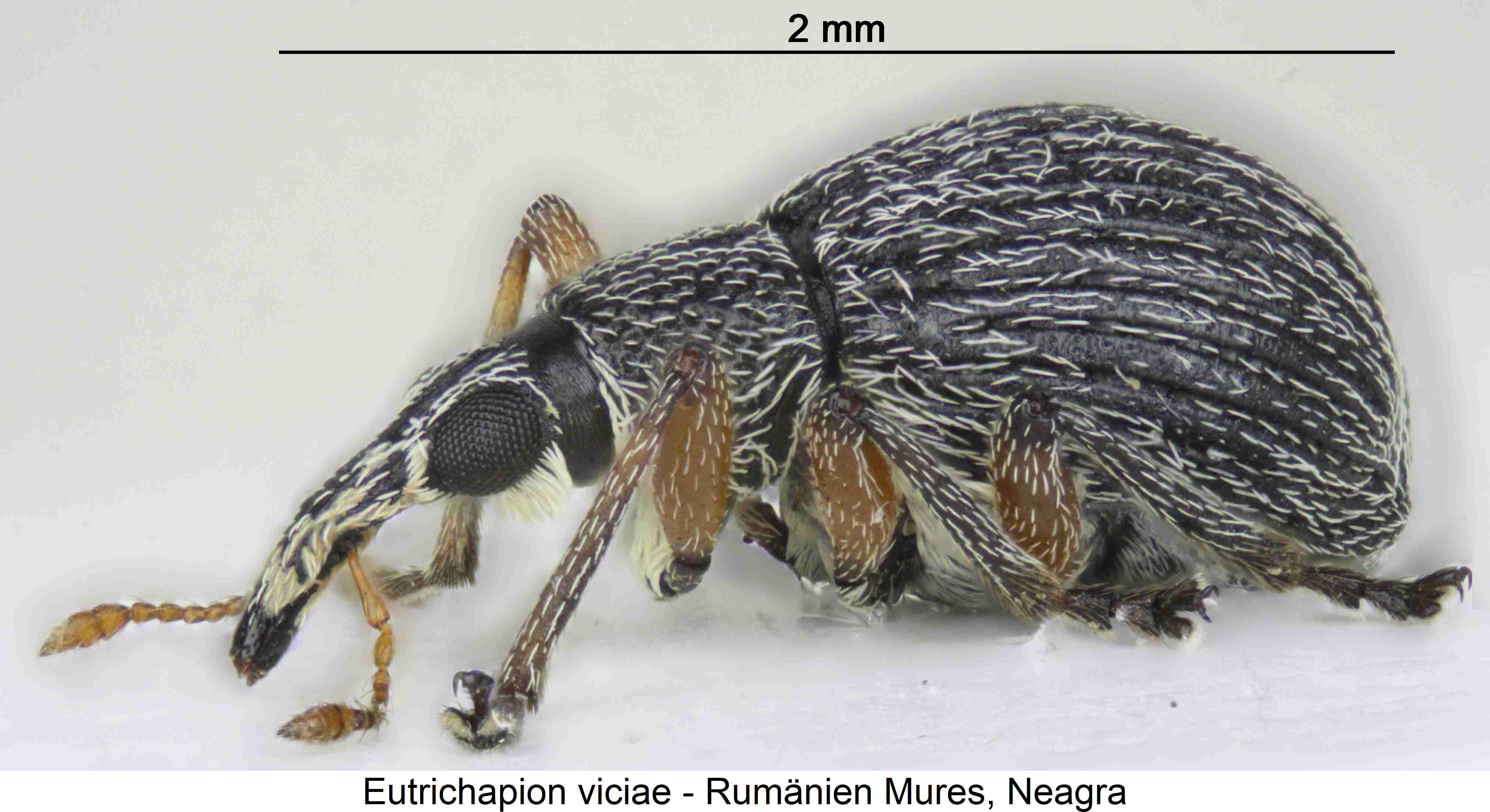 eutrichapion_viciae_m_sa.jpg