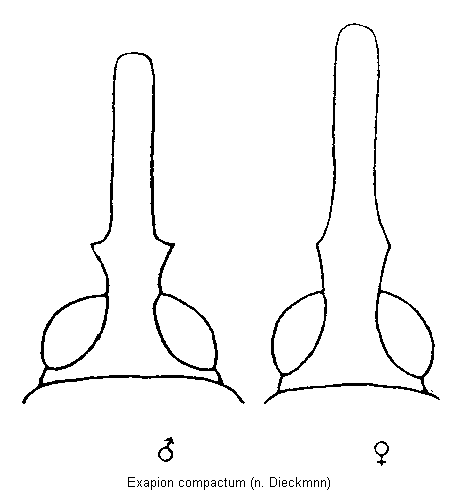 exapion_compactum_k.gif