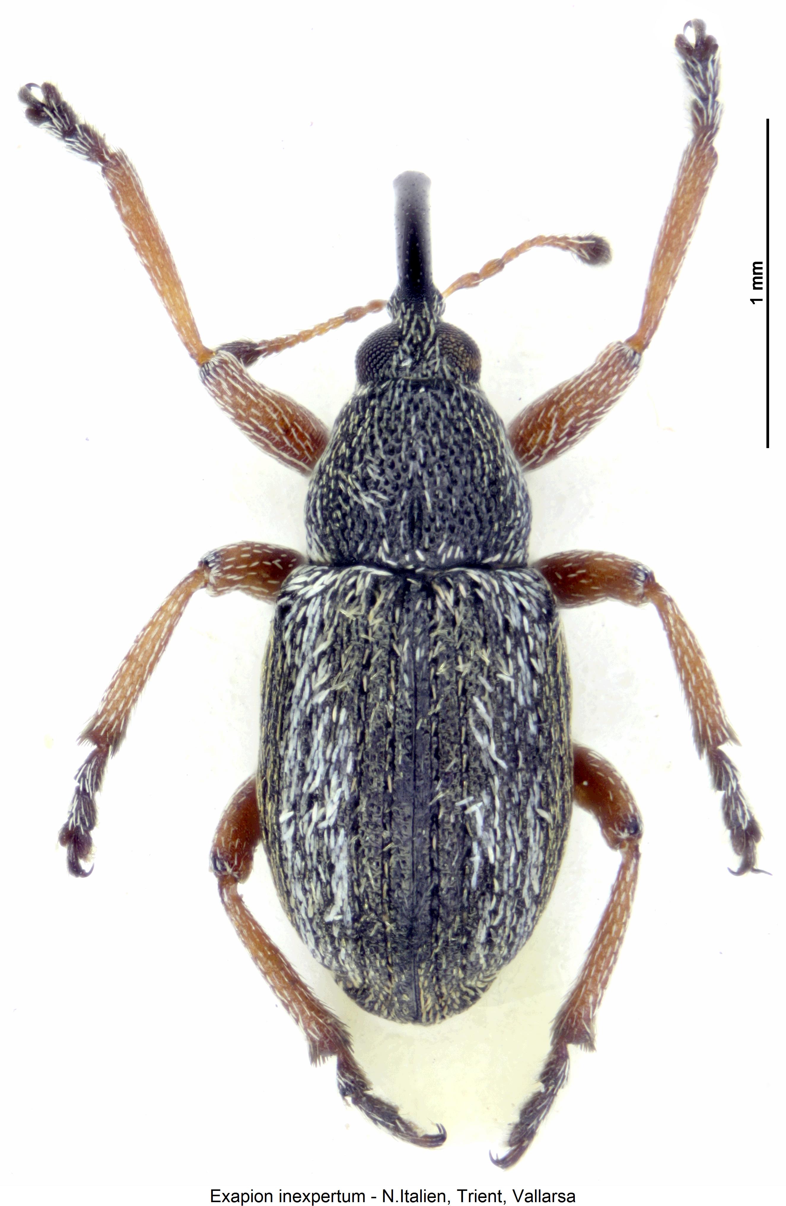 exapion_inexpertum_hab.jpg