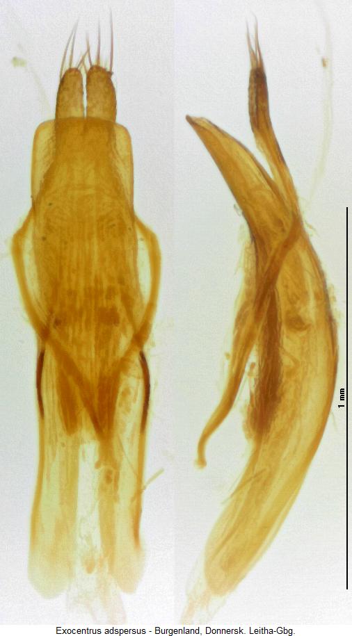 exocentrus_adspersus.jpg
