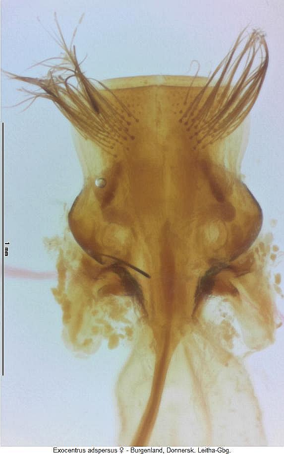 exocentrus_adspersus_ovi.jpg