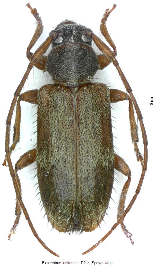 exocentrus_lusitanus_hab.jpg
