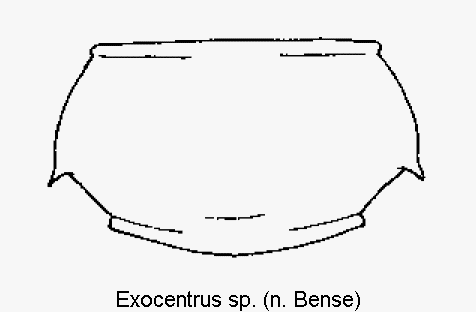 exocentrus_sp_hsch.gif