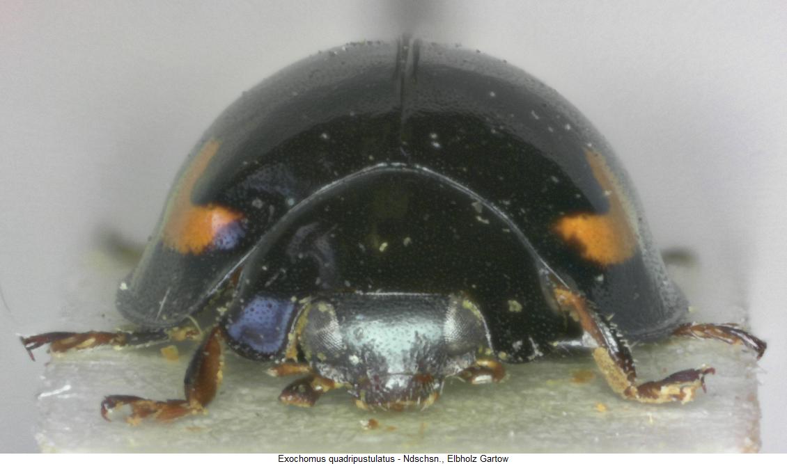 exochomus_quadripustulatus_vk.jpg