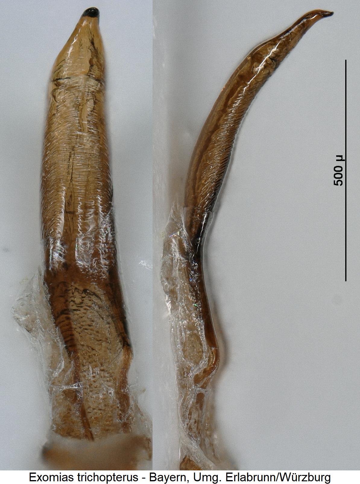 exomias_trichopterus.jpg