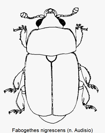 fabogethes_nigrescens_hab.gif