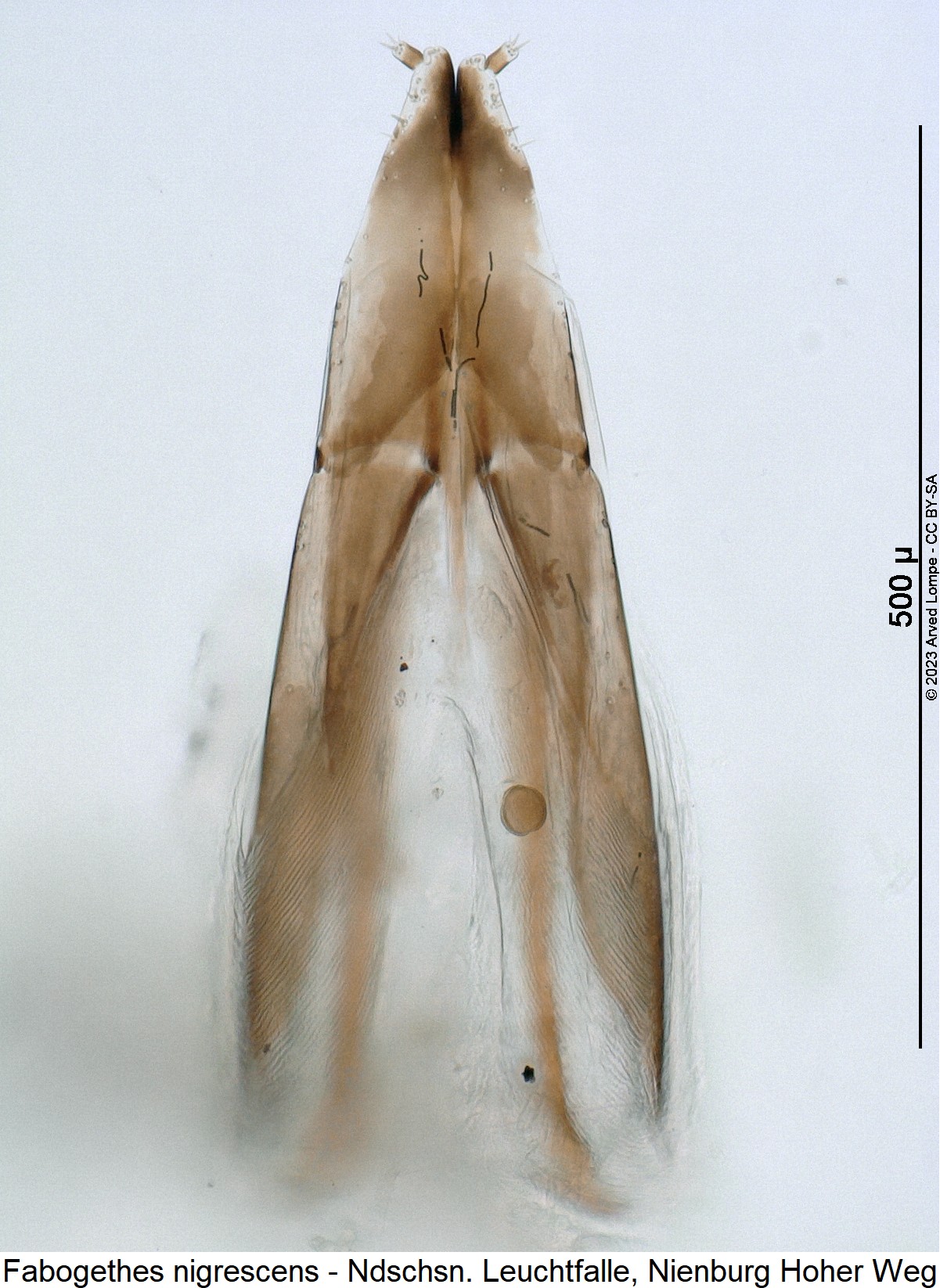 fabogethes_nigrescens_ovi.jpg