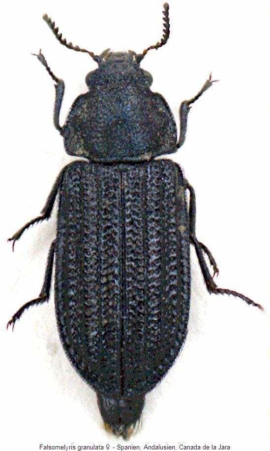 falsomelyris_granulata_w_hab.jpg