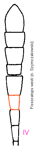 fissocatops_westi_f.gif