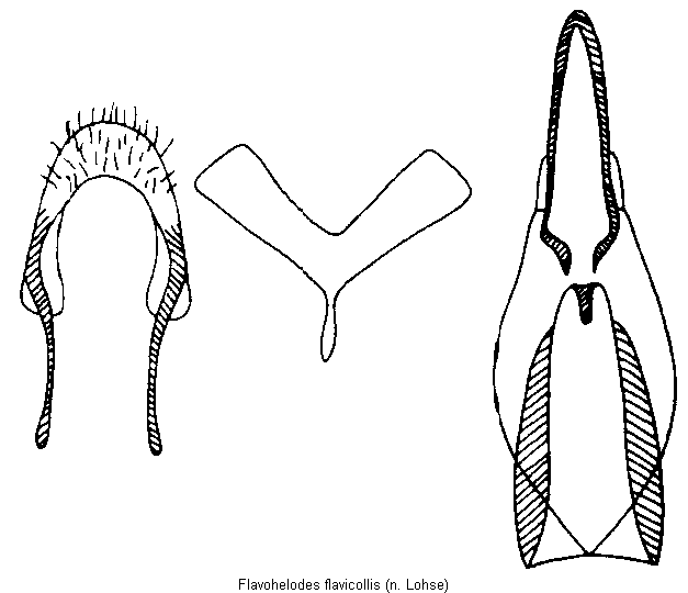 flavohelodes_flavicollis.gif