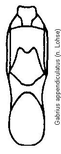 gabrius_appendiculatus.gif