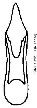 gabrius_exiguus.gif