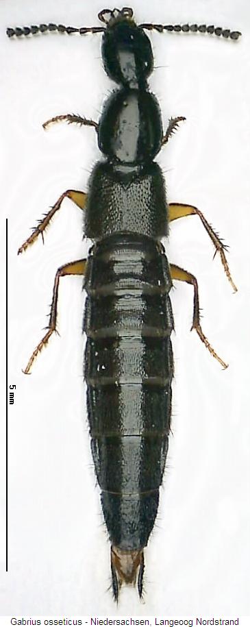gabrius_osseticus_hab.jpg