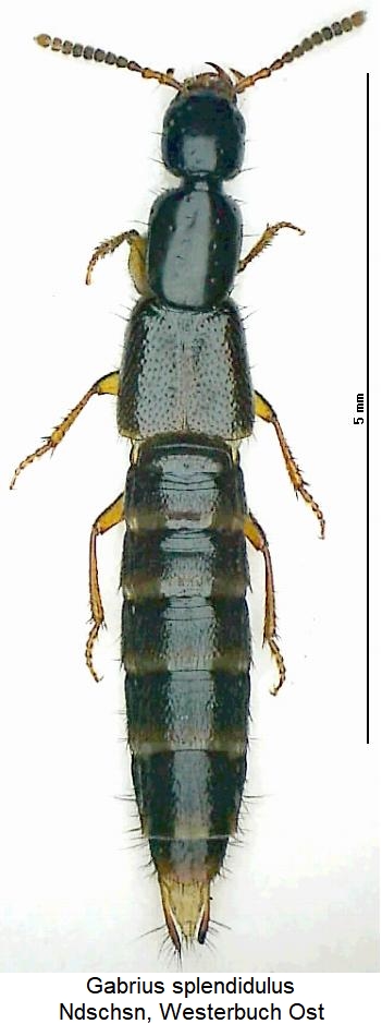 gabrius_splendidulus_hab.jpg
