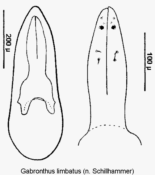 gabronthus_limbatus.gif