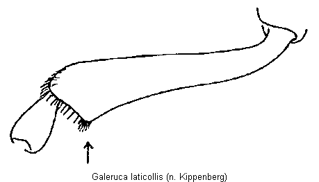 galeruca_laticollis_vschn.gif