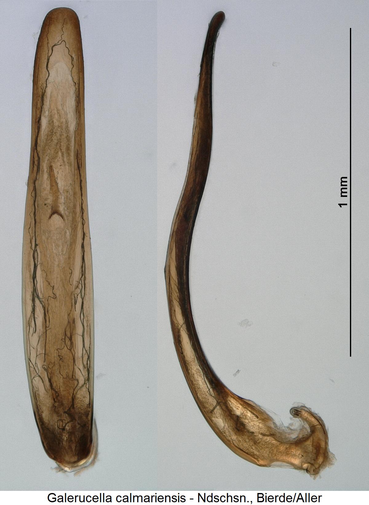 galerucella_calmariensis2.jpg