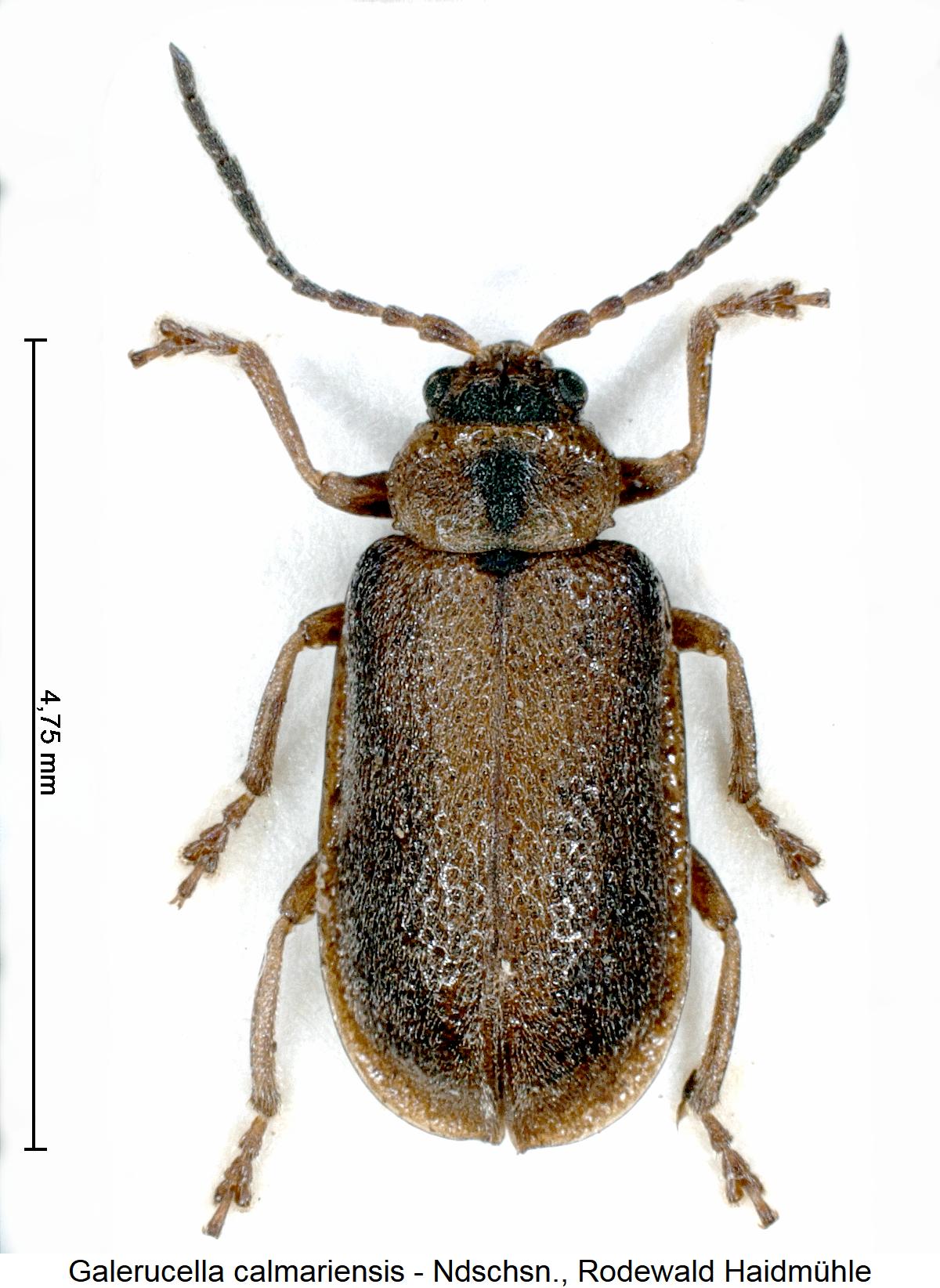 galerucella_calmariensis_hab.jpg