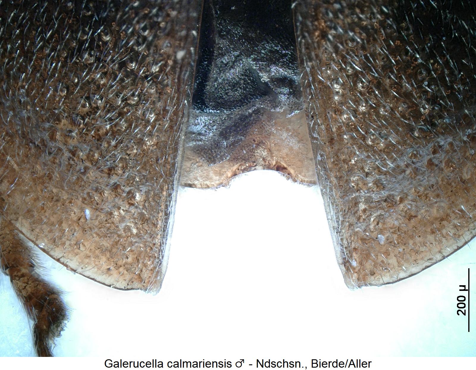 galerucella_calmariensis_m_nwi1.jpg