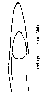 galerucella_grisescens.gif