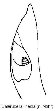 galerucella_lineola.gif