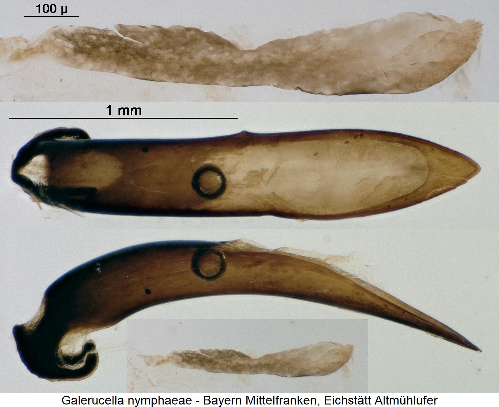 galerucella_nymphaeae.jpg
