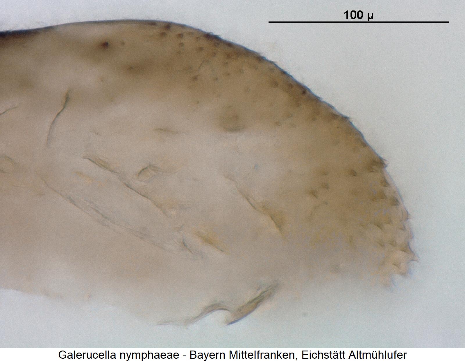 galerucella_nymphaeae_pc.jpg