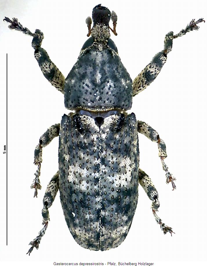 gasterocercus_depressirostris_hab.jpg