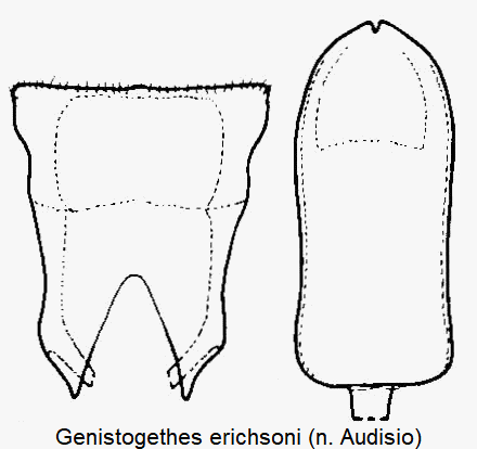 genistogethes_erichsoni.gif