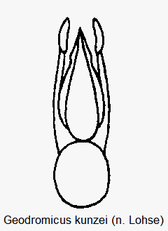 geodromicus_kunzei.gif